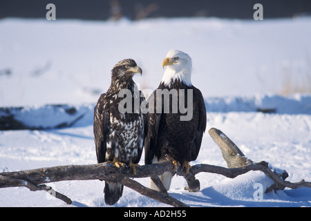 Haliaceetus leucocepahus pygargue à tête blanche juvénile et adultes perché au-dessus de sol couvert de neige dans Katchemack Bay en Alaska Banque D'Images