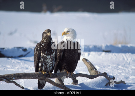 Haliaceetus leucocepahus pygargue à tête blanche juvénile et adultes perché au-dessus de sol couvert de neige dans Kachemack Bay en Alaska Banque D'Images