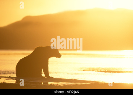 Ours brun Ursus arctos Ours brun Ursus horribils se trouve au lever du soleil à pêcher Katmai National Park péninsule de l'Alaska Banque D'Images