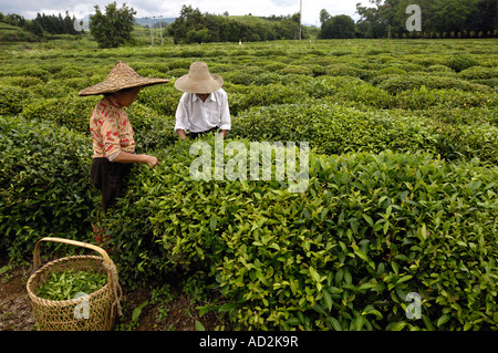 Cueillette de plantes thé chinois dans la région de Wuyuan, province de Jiangxi, Chine. 15 Juin 2007 Banque D'Images