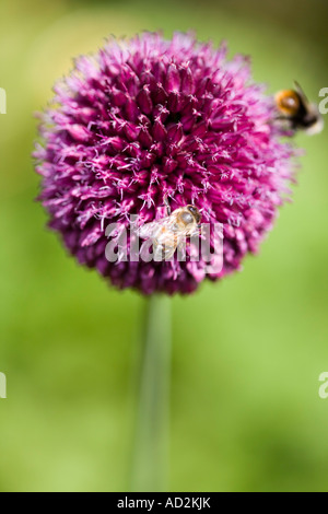 Nepeta et deux abeilles à miel Banque D'Images