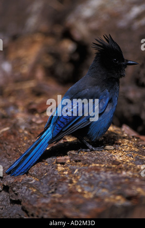 S JAY Cyanocitta stelleri steller dans Kenai Fjords National Park centre sud de l'Alaska Banque D'Images