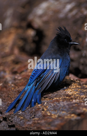 S JAY Cyanocitta stelleri steller dans Kenai Fjords National Park centre sud de l'Alaska Banque D'Images