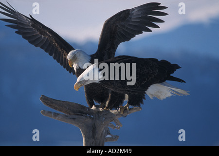 Le pygargue à tête blanche Haliaeetus leuccocephalus partageant une tache sur du bois flotté de la baie Kachemak Southcentral Alaska Banque D'Images