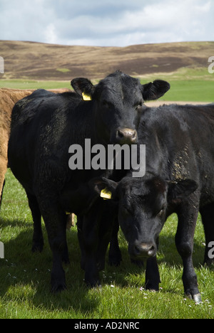 dh Aberdeen Angus bovins BOVINS BOVINS ECOSSE jeune taureau noir Vache sur le terrain Orphir Orkney animaux de ferme scottish bullocks uk Banque D'Images