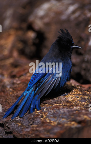 Stellers jay Cyanocitta stelleri dans Kenai Fjords National Park centre sud de l'Alaska Banque D'Images