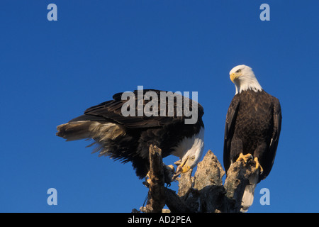 Le pygargue à tête blanche Haliaeetus leuccocephalus avec un partage d'un perchoir à se nourrir de poissons de la baie Kachemak Southcentral Alaska Banque D'Images