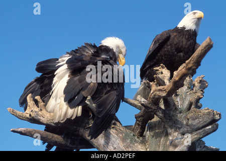 Pygargue à tête blanche Haliaeetus leuccocephalus le partage d'une paire de perches de bois flotté de la baie Kachemak Southcentral Alaska Banque D'Images