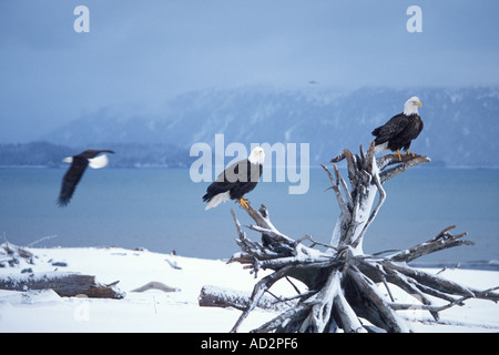 Pygargue à tête blanche Haliaeetus leuccocephalus le partage d'une paire de la perche en bois flotté sur une plage enneigée Kachemak Bay centre sud de l'Alaska Banque D'Images