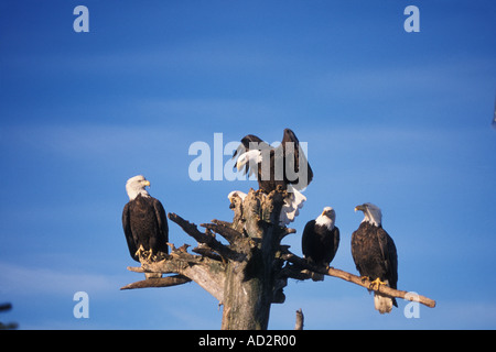 Le pygargue à tête blanche Haliaeetus leuccocephalus le partage d'une perche en bois flotté de la baie Kachemak Southcentral Alaska Banque D'Images