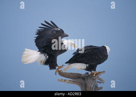 Le pygargue à tête blanche Haliaeetus leuccocephalus le partage d'une perche en bois flotté de la baie Kachemak Southcentral Alaska Banque D'Images