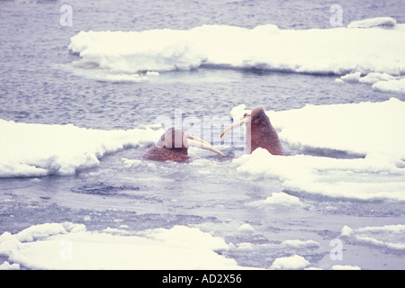 Le morse (Odobenus rosmarus) une femme combat les avances d'hommes à la fin de saison de l'accouplement de la mer de Béring en Alaska Banque D'Images