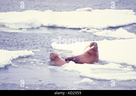 Le morse (Odobenus rosmarus) une femme combat les avances d'hommes à la fin de saison de l'accouplement de la mer de Béring en Alaska Banque D'Images