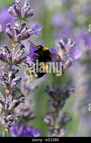 Bee à Borde Hill Gardens Sussex England Banque D'Images
