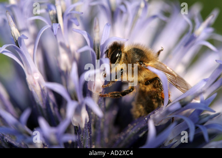 Bee à Borde Hill Gardens Sussex England Banque D'Images