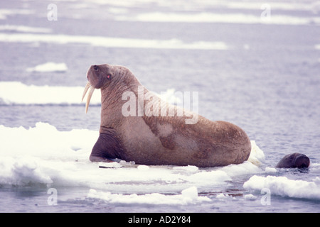 Le morse (Odobenus rosmarus) mère avec ressort de veau sur la banquise de la mer de Béring en Alaska Banque D'Images