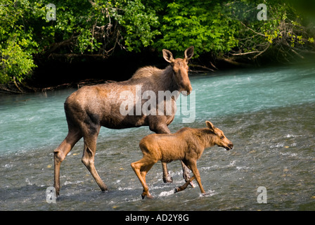 Girdwood Alaska Moose Calf et faire leur chemin vers le bas Glacier Creek en été. Alces alces Banque D'Images