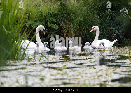 Cygnes mâles et femelles avec cygnets sur la rivière Blackwater hampshire Banque D'Images