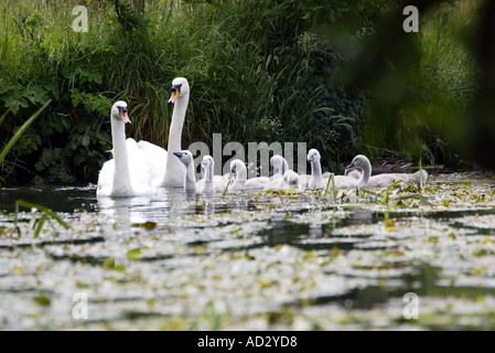 Cygnes mâles et femelles avec cygnets natation sur la rivière Blackwater hampshire Banque D'Images