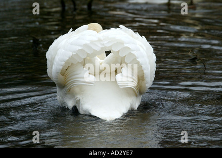 Plumage ébouriffant Swan Banque D'Images