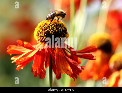 Bee à Borde Hill Gardens Sussex England Banque D'Images