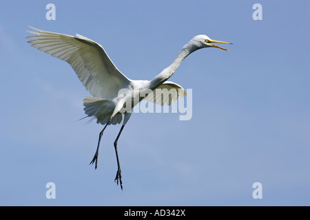 Grande Aigrette adultes en plumage nuptial en vol et à l'entrée dans à la terre Banque D'Images