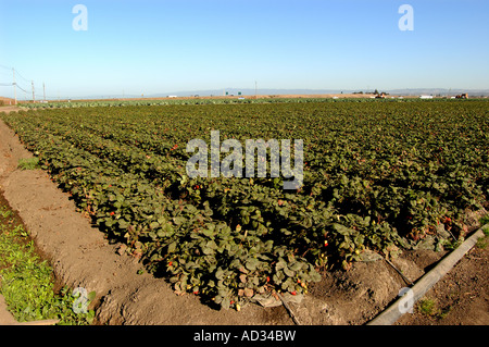 Champ de Fraises près de Castroville côte centrale de Californie Banque D'Images