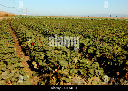 Champ de Fraises près de Castroville côte centrale de Californie Banque D'Images