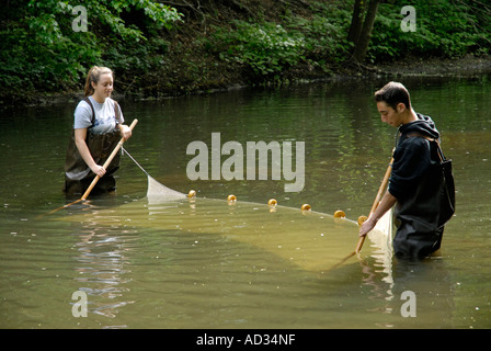 Teenage boy and girl à l'aide de la senne à l'échantillonnage des poissons en rivière Banque D'Images