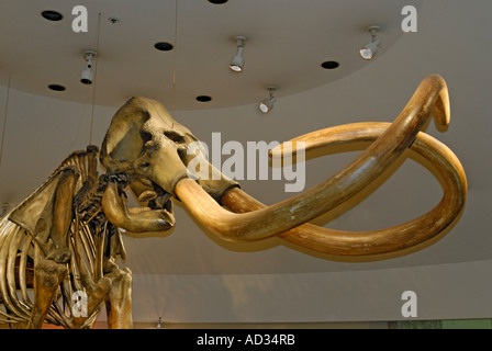 Mammuthus columbi, le mammouth colombien, squelette préhistorique aux défenses de La Brea Tar Pits, Page Museum Banque D'Images