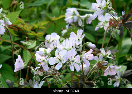 Geranium maculatum Espresso est une introduction récente avec des fleurs poink complétée par des feuilles de bronze Banque D'Images