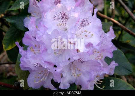 Rhododendron Susan 3 Mai Banque D'Images