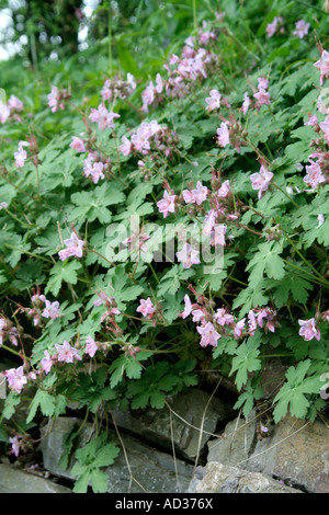 Geranium macrorrhizum Ingwersens AGA Divers Banque D'Images