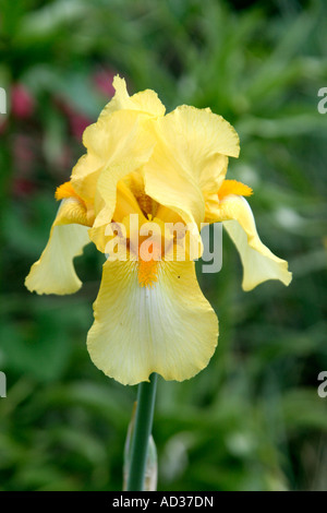 Tall bearded Iris Primevère pâle en mai Banque D'Images