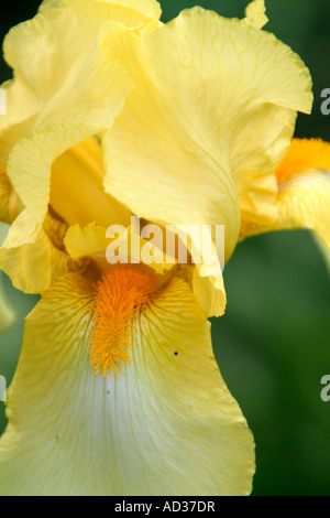 Tall bearded Iris Primevère pâle en mai Banque D'Images