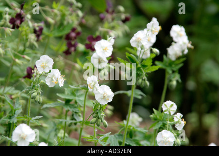 Geranium phaeum album début mai Banque D'Images