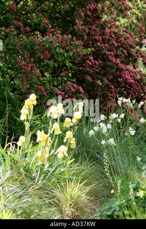 Tall bearded Iris Primevère pâle Crataegus Paul s'écarlate et Aquilegia vulgaris alba dans la région de Holbrook Jardin Mai Devon Banque D'Images