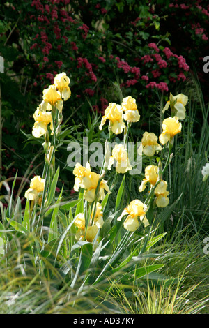 Tall bearded Iris Primevère pâle en mai Banque D'Images