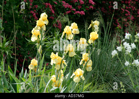 Tall bearded Iris pâle je probablement en mai Primrose Banque D'Images