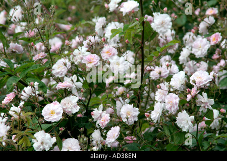 Paul's Himalayan Musk rose est un solide rambler avec une seule couleur d'intenesely glorieux fleurs parfumées en Juin Banque D'Images