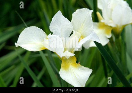 Iris sibirica rêver jaune en début de juin Banque D'Images