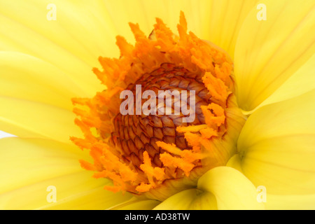 Dahlia Summertime close up Banque D'Images