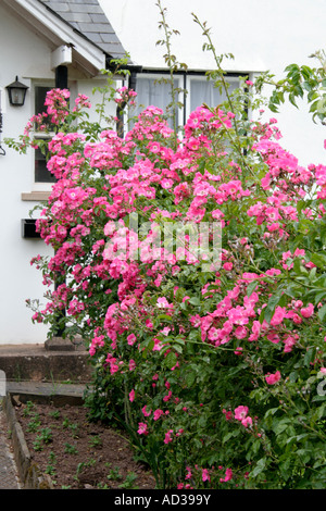 Rose pilier américain Banque D'Images