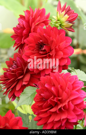 Dahlia Arabian night Banque D'Images