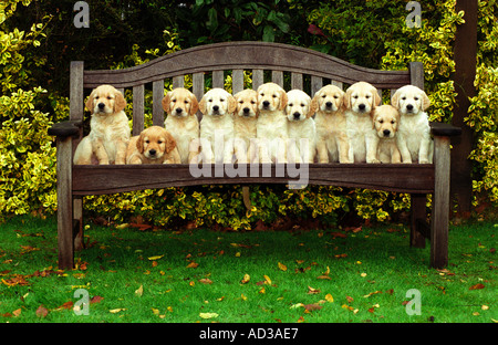 11 pure race chiots Golden Retriever assis sur un banc Banque D'Images