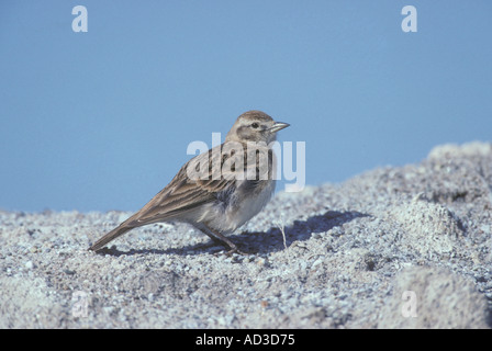 Embout COURT LARK Calandrella brachydactyla Banque D'Images