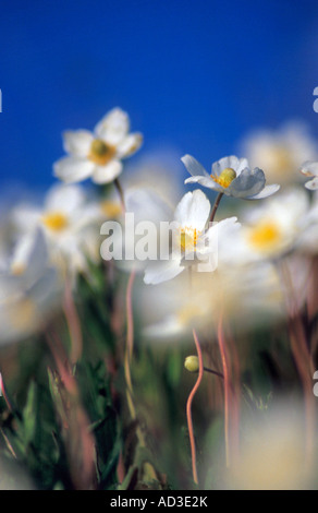 Snowdrop winflower anemone sylvestris ( ) Banque D'Images