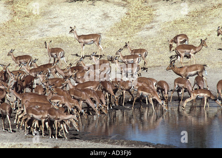 Troupeau Impala Aepyceros melampus, Banque D'Images