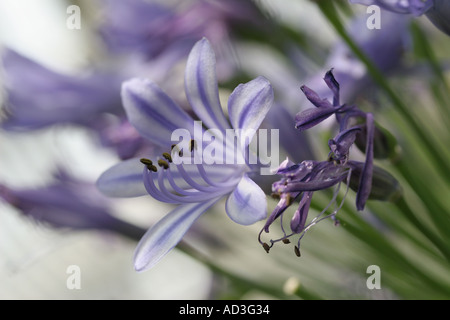 Bee à Borde Hill Gardens Sussex England Banque D'Images