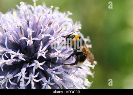 Bee à Borde Hill Gardens Sussex England Banque D'Images
